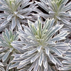 Euphorbia Characius 'Silver Swan'