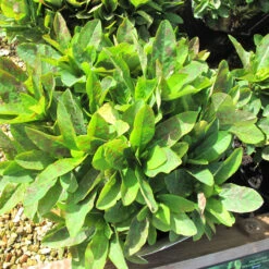 Euphorbia 'Red Wing' 3L