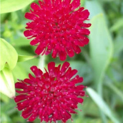 Knautia Macedonica 3L