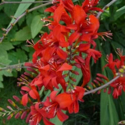Crocosmia Hybrid 'Lucifer' 3L