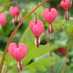 Dicentra Specta 3L