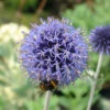 Echinops 'Veitch's Blue' 3L -Ketler Outdoors Shop phhgen0754 83297.1665133463