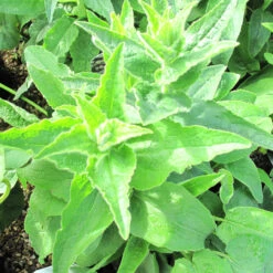 Campanula Glomerata 'Alba' 3L