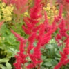 Astilbe Arendsii 'Fanal' 3L -Ketler Outdoors Shop phhgen0803 81932.1665133464