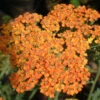 Achillea 'Terracotta' 3L -Ketler Outdoors Shop phhgen0809 2 06347.1665133464
