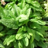 Stachys Monieri 'Hummello' 3L -Ketler Outdoors Shop phhgen0870 71589.1665133465