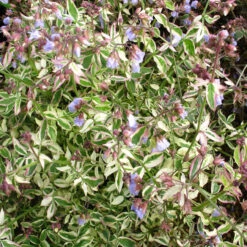 Polemonium 'Stairway To Heaven' 3L