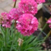 Armeria Maritima 'Splendens' 2L -Ketler Outdoors Shop phhgen0973 19859.1665133466