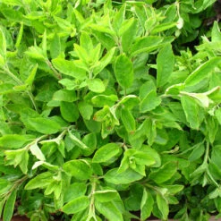 Lysimachia Punctata 3L