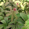 Rodgersia 'Chocolate Wing' 3L -Ketler Outdoors Shop phhgen1262 92833.1665133468