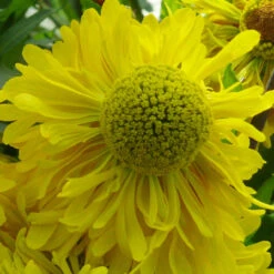 Helenium Hybrid 'Double Trouble' 3L