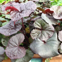 Ligularis Dentata 'Brit Marie Crawford' 3L