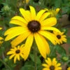 Rudbeckia Fulgida 'Deamii' 3L -Ketler Outdoors Shop phhgen1494 rudbeckia deamii 50380.1665133472