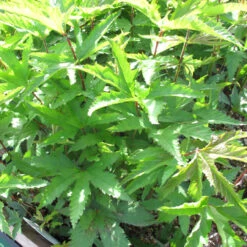 Filipendula Rubra 'Venusta' 3L