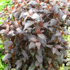 Lysimachia 'Firecracker' 3L