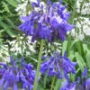 Agapanthus 'Purple Cloud' 2L -Ketler Outdoors Shop phhgen1560 68842.1665133473