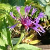 Centaurea 'John Coutts 3L' -Ketler Outdoors Shop phhgen1578 centaurea 73653.1665133473