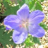 Geranium 'Johnsons Blue' -Ketler Outdoors Shop phhgen1614 geranium johnsons 20602.1665133473