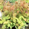 Epimedium Grandiflorum 'Lilafee' 3L -Ketler Outdoors Shop phhgen1671 35104.1665133474