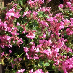 Silene 'Rolly's Favourite' 3L