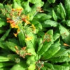 Primula 'Bulleyana' 2L -Ketler Outdoors Shop phhgen1689 06823.1665133474