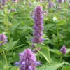 Agastache 'Blue Fortune' 3L -Ketler Outdoors Shop phhgen1693 57605.1665133474