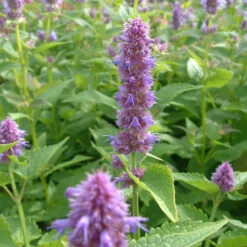 Agastache 'Blue Fortune' 3L