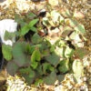 Houttuynia Cordata 'Flame' 3L -Ketler Outdoors Shop phhgen1717 18043.1665133474