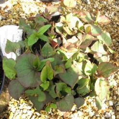 Houttuynia Cordata 'Flame' 3L