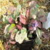 Ajuga 'Burgundy Glow' 3L -Ketler Outdoors Shop phhgen1756 09830.1665133475
