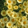 Anthemis 'E C Buxton' 3L -Ketler Outdoors Shop phhgen1812 06914.1665133476