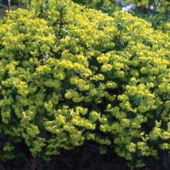 Euphorbia Amygdaloides 'Purpurea' 2L