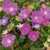 Geranium 'Max Frei' 3L -Ketler Outdoors Shop phhgen1818 29806.1665133476