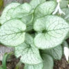 Brunnera 'Looking Glass' 3L -Ketler Outdoors Shop phhgen1840 92121.1665133476