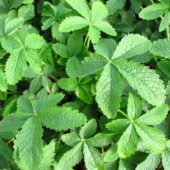 Potentilla 'Monarchs Velvet' 3L