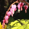 Dicentra Spec 'Gold Heart' 2L 1 Dicentra Spec 'Gold Heart' 2L -Ketler Outdoors Shop phhgen187 21436.1665133456