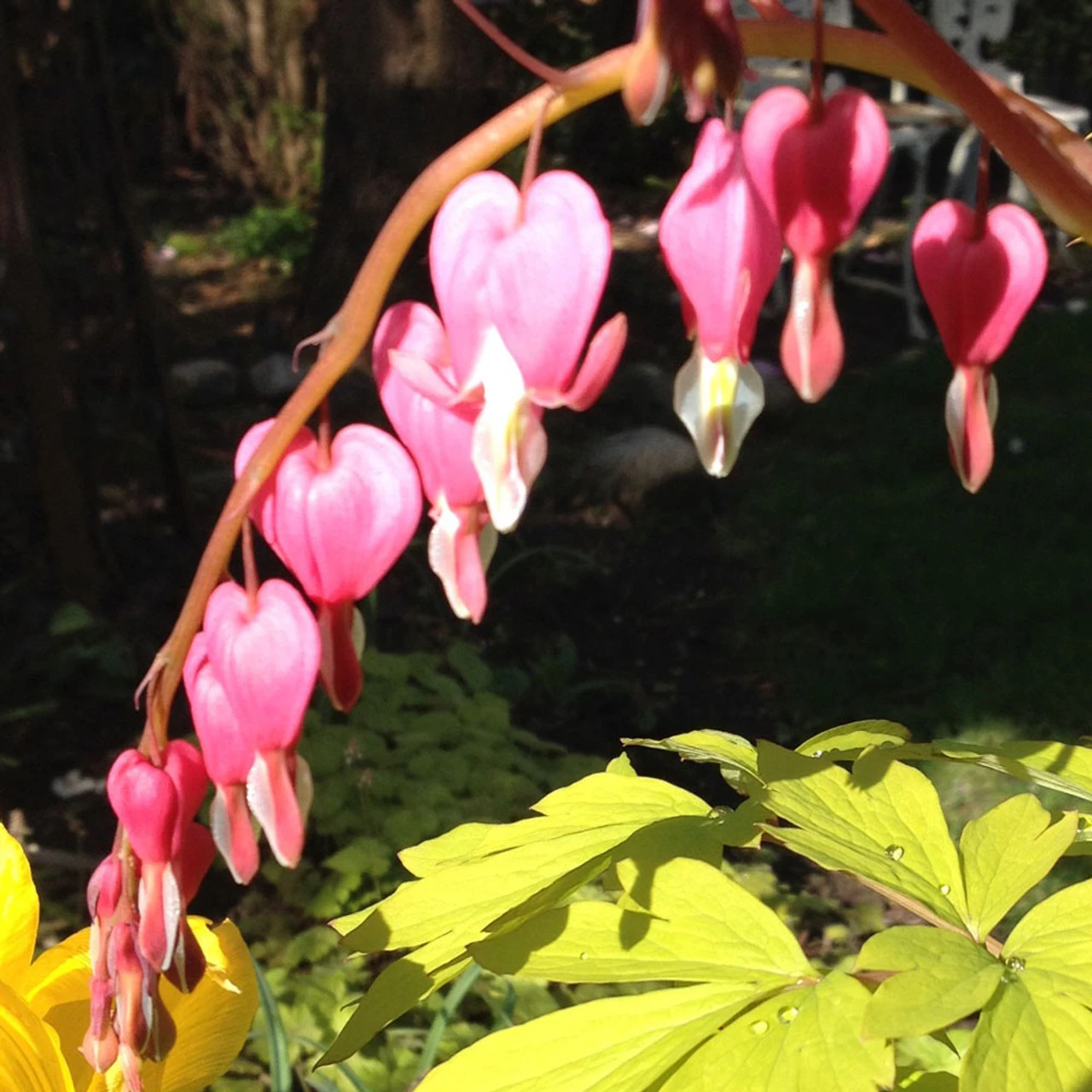 Dicentra Spec 'Gold Heart' 2L 3 Dicentra Spec 'Gold Heart' 2L