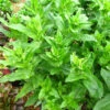 Lychnis Chalcedonica 3L -Ketler Outdoors Shop phhgen5027 23224.1665133477