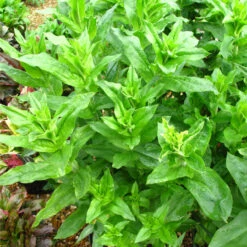 Lychnis Chalcedonica 3L