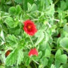 Potentilla Atrosanguinea 3L -Ketler Outdoors Shop phhgen5543 05997.1665133477