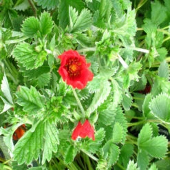 Potentilla Atrosanguinea 3L