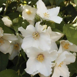 Philadelphus Belle Etoile 3L
