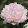 Paeonia Pillow Talk 4L/21cm -Ketler Outdoors Shop pillow talk f1 91668.1665133470