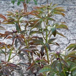 Paeonia Pillow Talk 4L/21cm -Ketler Outdoors Shop pillow talk f2 86291.1662993100