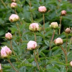 Paeonia Pillow Talk 4L/21cm -Ketler Outdoors Shop pillow talk f3 81611.1662993100