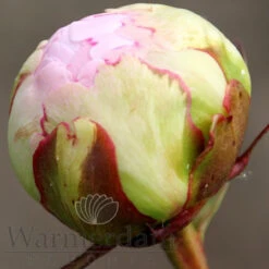 Paeonia Pillow Talk 4L/21cm -Ketler Outdoors Shop pillow talk f4 69624.1662993100