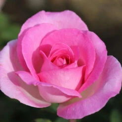 Bush Rose 'Pink Perfection' 5L