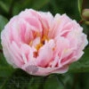 Paeonia Pink Vanguard 4L/21cm -Ketler Outdoors Shop pink vanguard f1 42344.1665133471