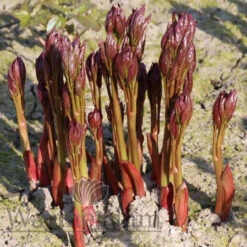 Paeonia Pink Vanguard 4L/21cm -Ketler Outdoors Shop pink vanguard f2 92366.1662993102