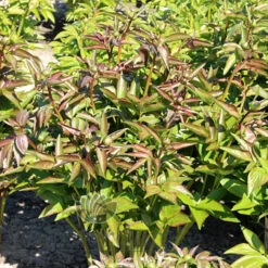 Paeonia Pink Vanguard 4L/21cm -Ketler Outdoors Shop pink vanguard f3 89363.1662993102